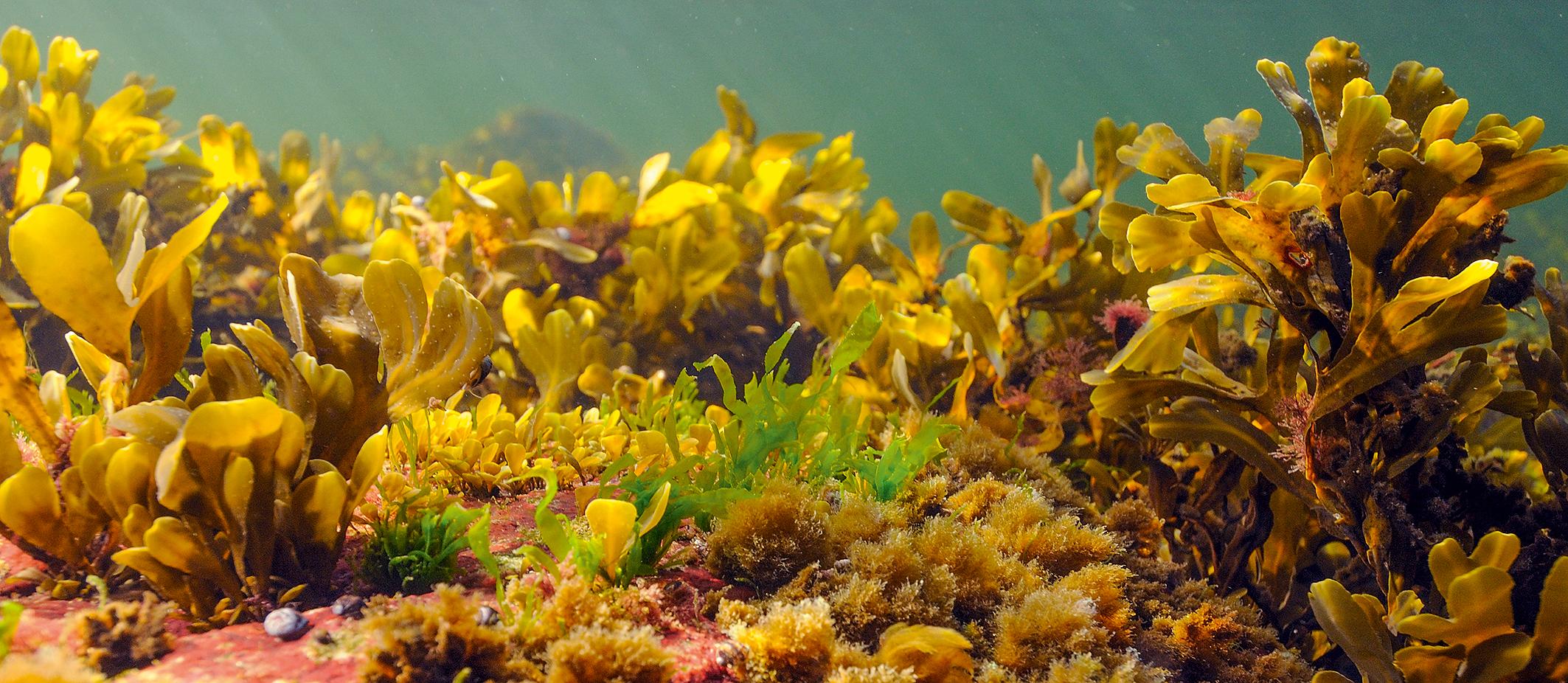 alger i havsbotten