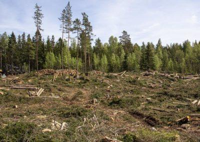 Finländarna  älskar sin natur  – men inte utan förbehåll