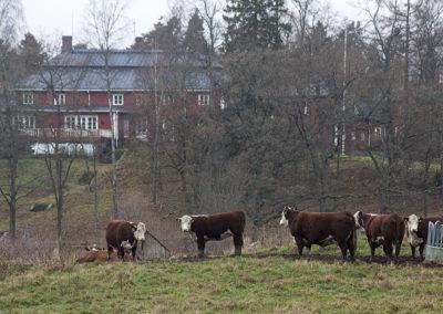 Färre små mjölkgårdar hot mot biodiversitet och beredskap