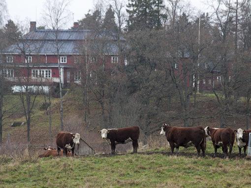 Färre små mjölkgårdar hot mot biodiversitet och beredskap