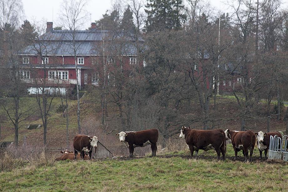 Antalet kor och mjölkgårdar minskar i raskt tempo i Finland. Foto: Arkivbild / Finlands Natur