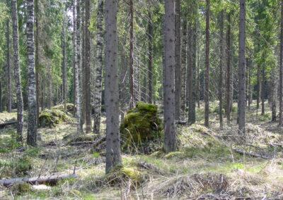 Kontinuitetsskogsbruk får skogsnaturen att må bättre, skogens rekreationsvärde ökar och den ekonomiska avkastningen kan vara god