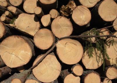 EU kompromissar om skogsbaserad biomassa
