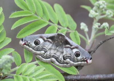 Praktfulla fjärilar flyger om natten i maj