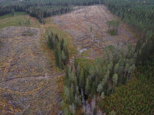 Ny prognos: Utsläppen från de finska skogarna ökade i fjol