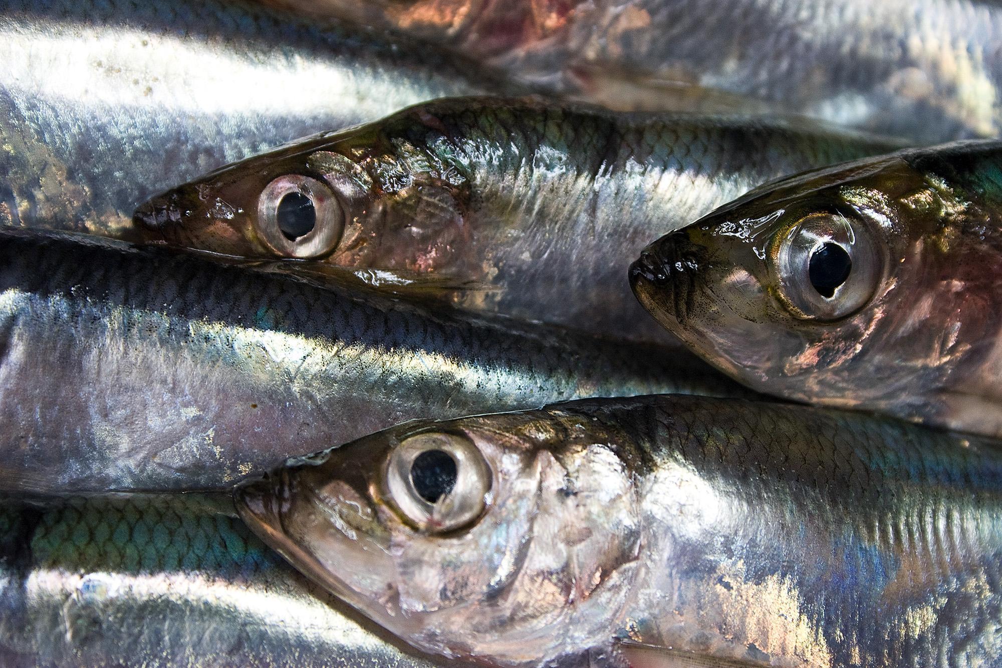 EU:s fiskekvoter kritiseras av Fiskesekretariatet.