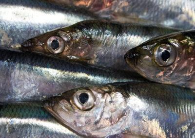 Fiskesekretariatet: EU:s fiskekvoter för Östersjön är lagstridiga