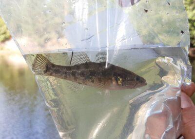 Ny invasiv fiskart upptäckt i Finland