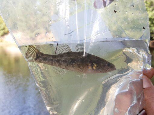 Ny invasiv fiskart upptäckt i Finland