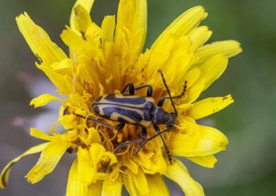 Ingen allmän minskning bland pollinerande insekter