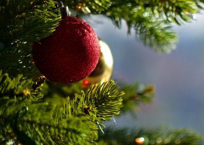 Hur väljer du en ekologisk julgran?