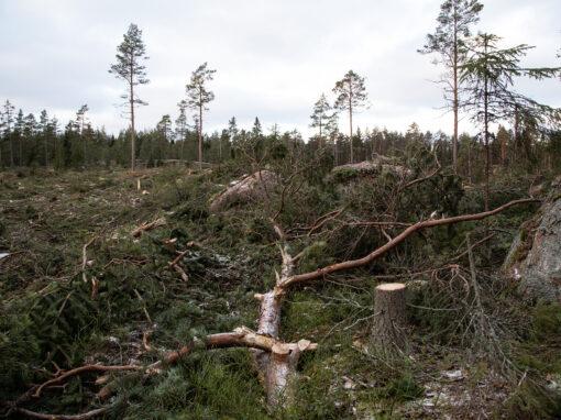 Finländarna använder mest naturresurser i hela Europa