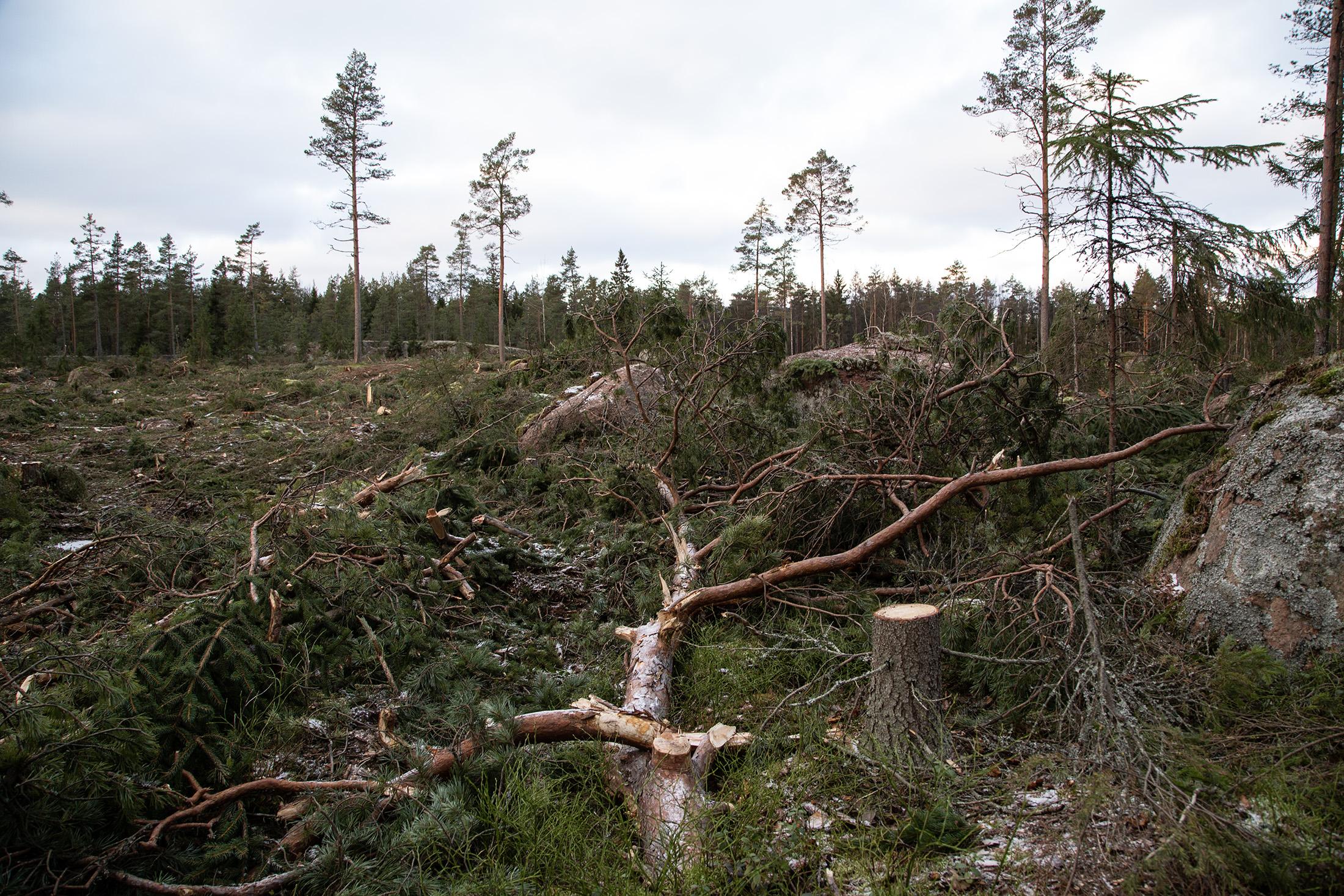 Enligt EEA är skogsskyddet otillräckligt i synnerhet i södra Finland. Foto: Magnus Östman
