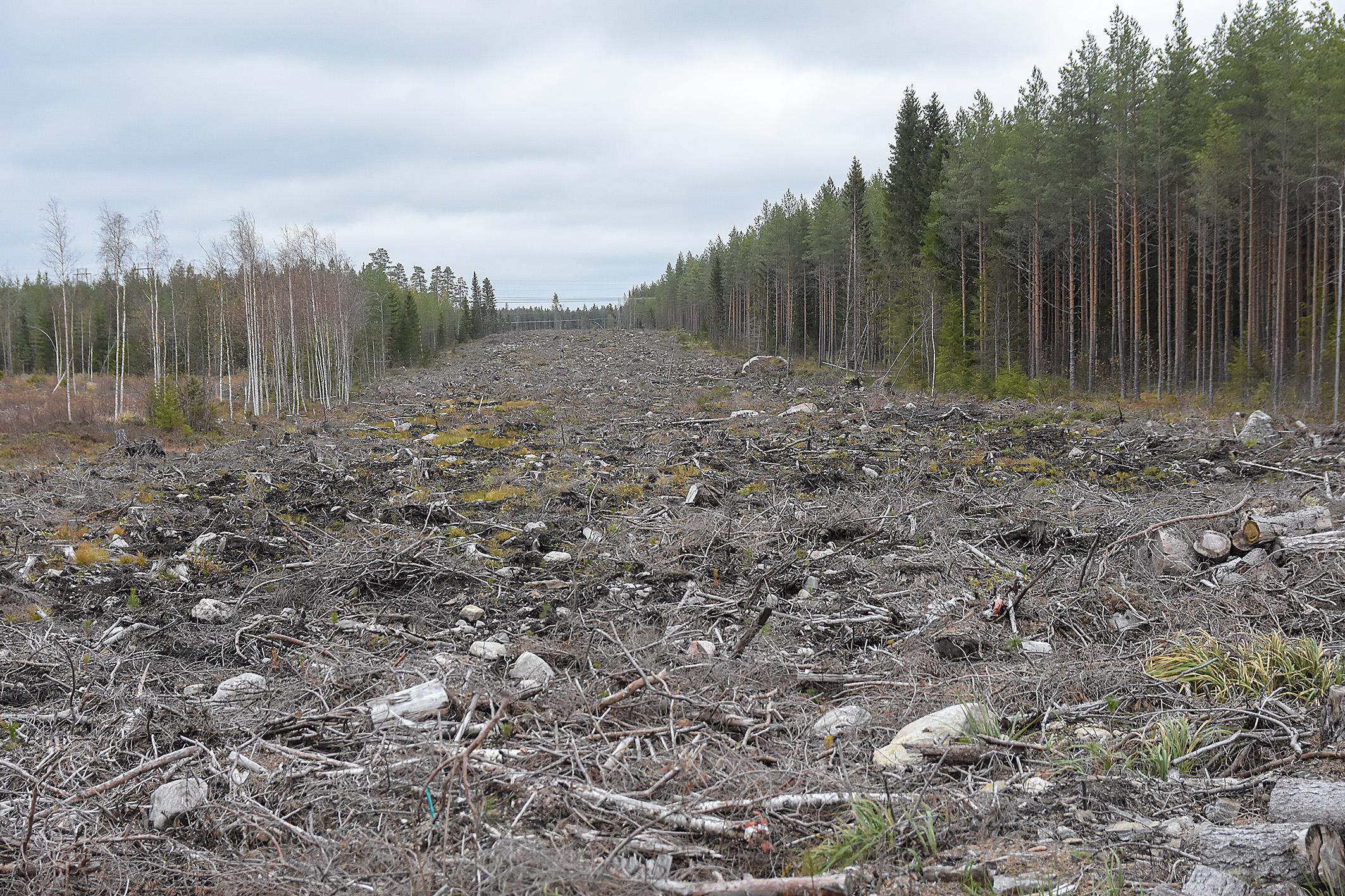 Regeringen satsar 8 miljoner euro på forskning om landets kolsänkor. Foto: Mikael Sjövall