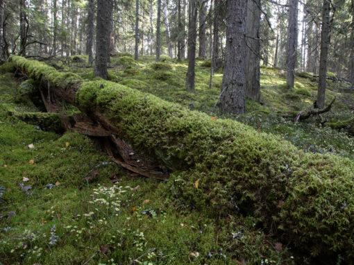 Aktiv miljöorganisation kämpar för Kimitoöns skogar