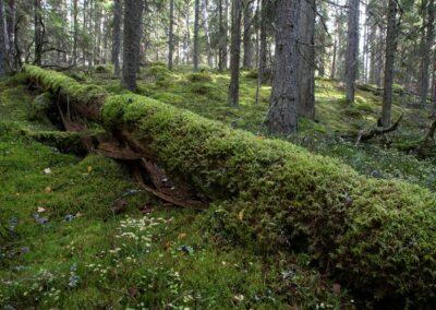 Beslutet om skyddet av gammelskogar tas först nästa vår