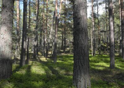 Allt fler utländska placerare köper finsk skog