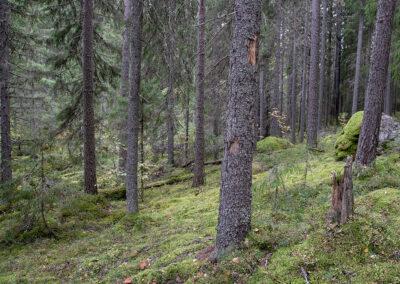 Partierna om skogen: öka kolsänkan