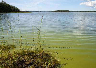 Algblomningar viktiga för fiskbestånden