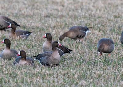 Avgörande sommar för fjällgässen