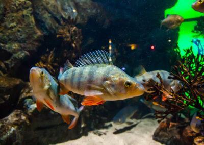 Bioplaster påverkar fisk negativt 