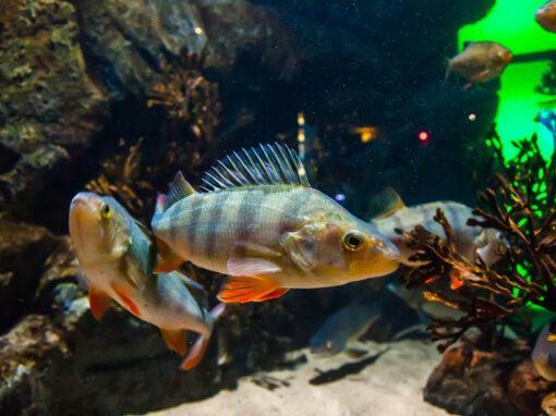 Bioplaster påverkar fisk negativt 