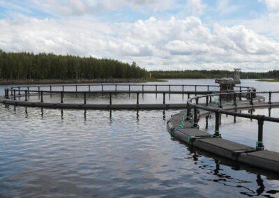 Rekordproduktion av odlad fisk i fjol