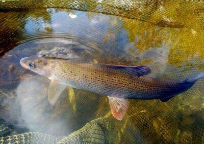 Harren riskerar att utrotas i Östersjön