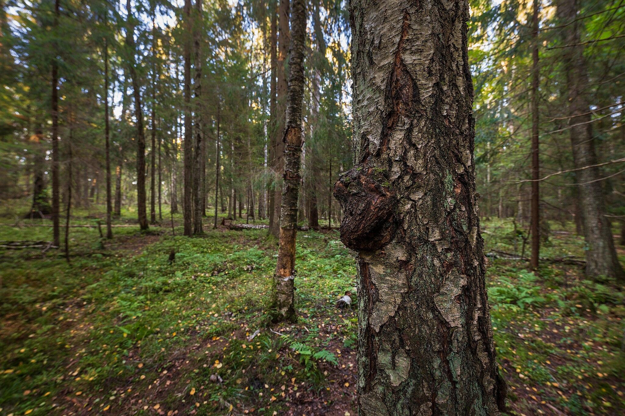 Gammelskog i Tomtbacka, Helsingfors