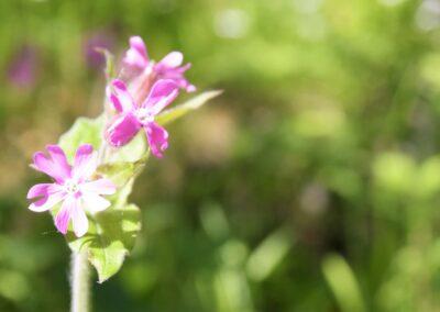 Raseborgs invånare röstade för återställande av naturområden