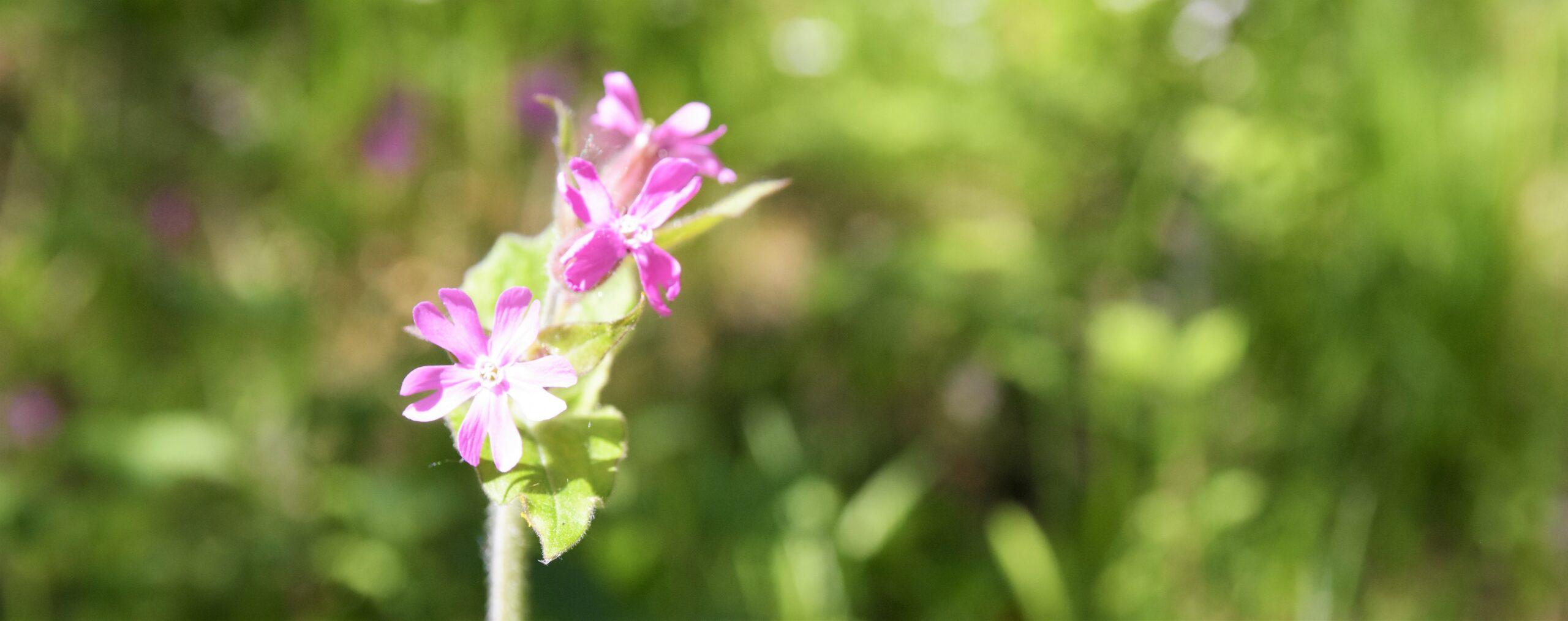 Raseborgs natur NoM Vild blomma i naturen. Foto Mikael Sjövall.