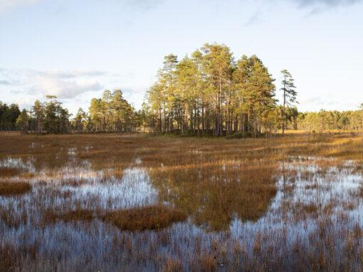 Finlands naturdag – men hur mår Finlands natur i dag?