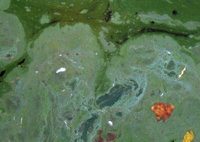 Ökad observation av blågröna alger under veckan