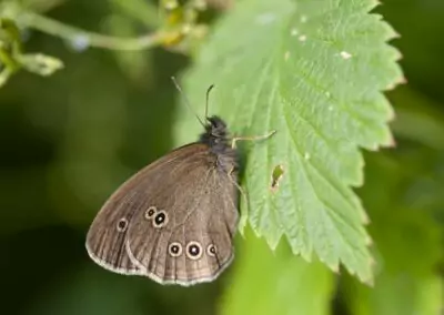 Ökat bestånd av äkta dagfjärilar och humlor