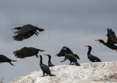 Finlands storskarvbestånd ökade med över tio procent i år