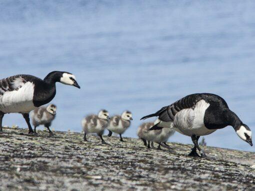 Regeringen vill tillåta jakt på skarv och vitkindad gås