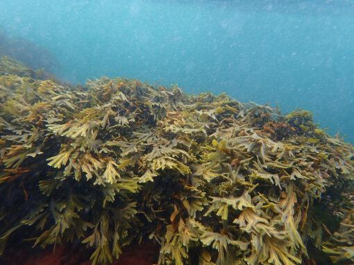 Surt hav skadar blåstången