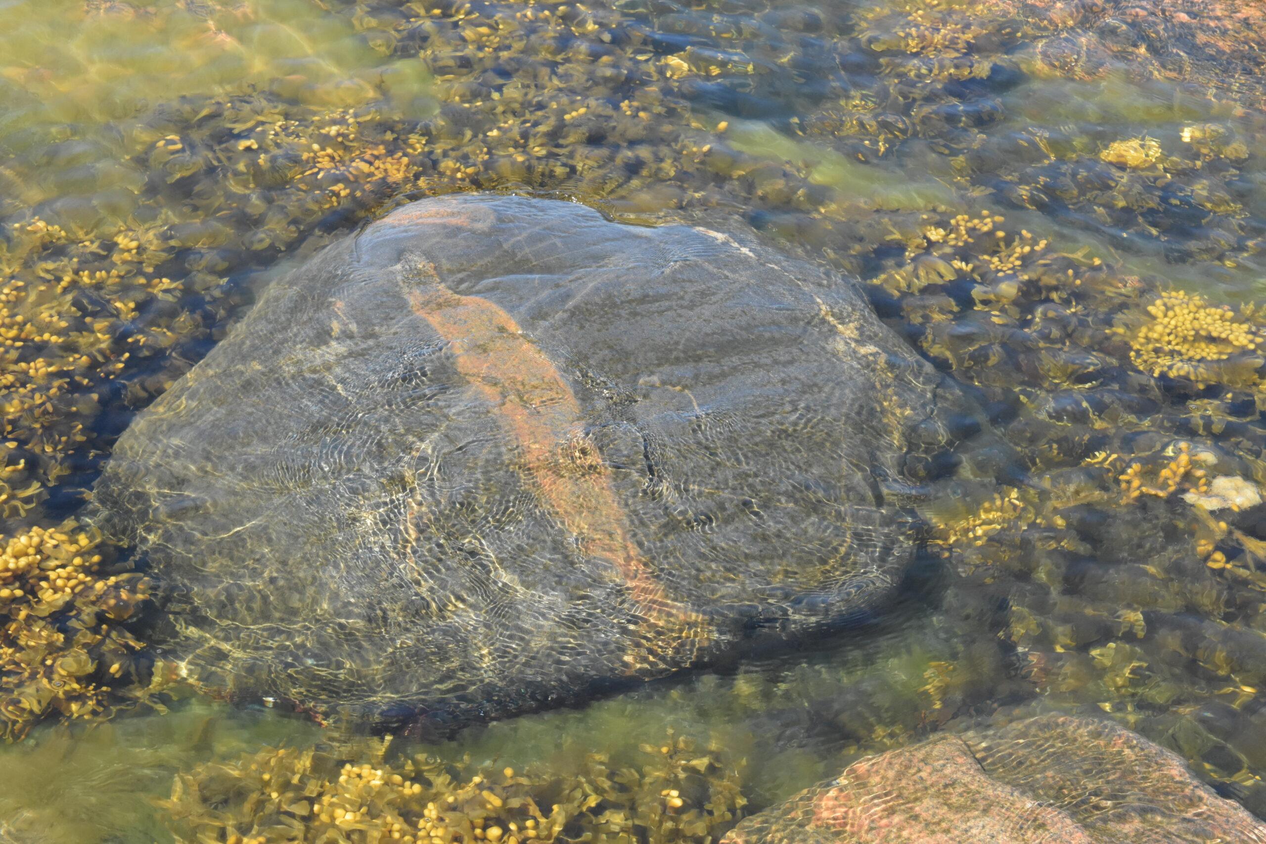 Östersjön försuras.