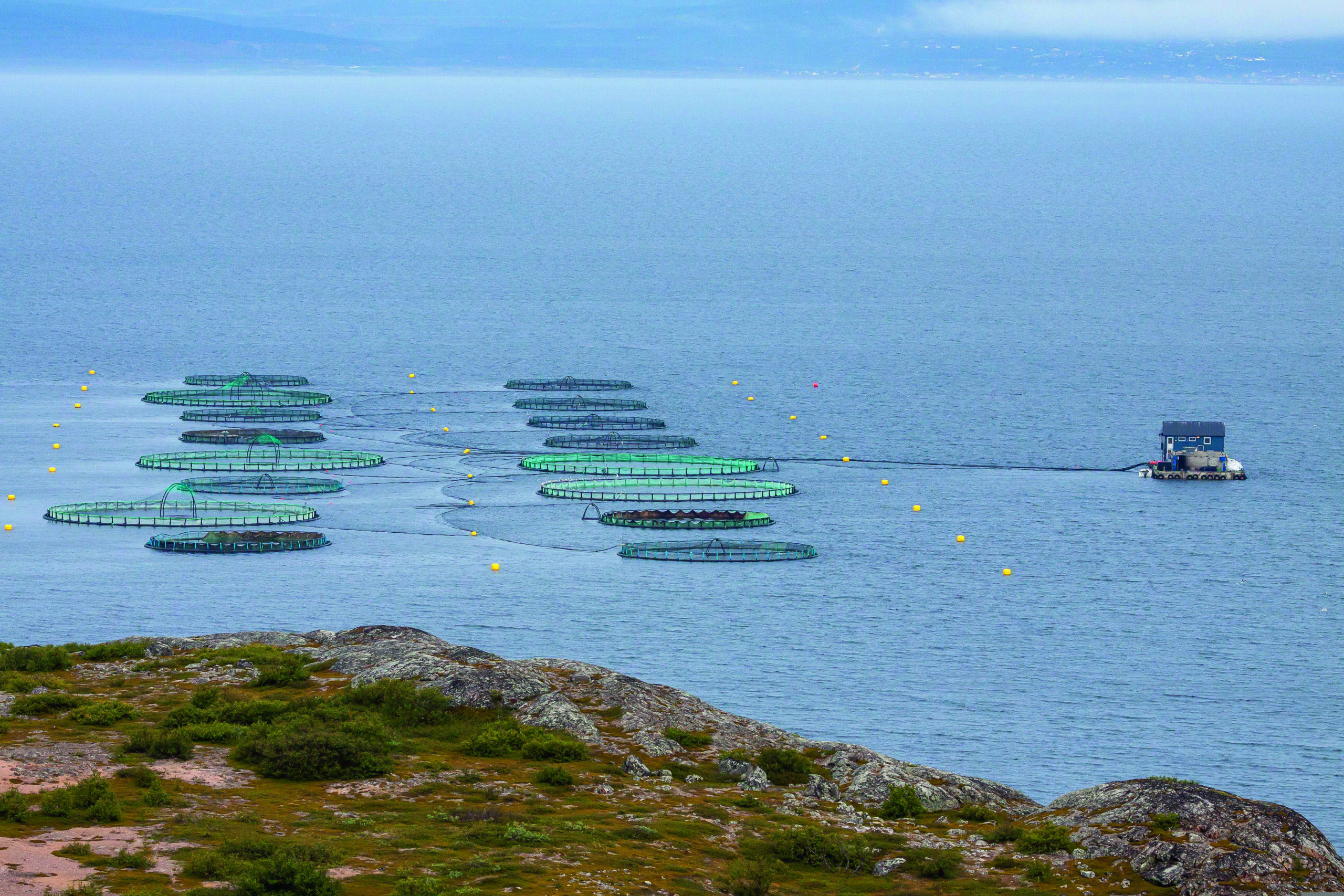 Fiskodling i Norge. Foto: Tapani Hellman, Pixabay