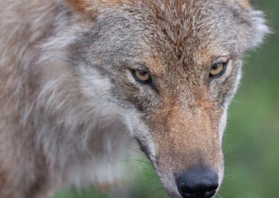 EU-kommissionen vill försvaga skyddet av vargen