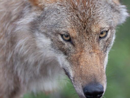 EU-kommissionen vill försvaga skyddet av vargen
