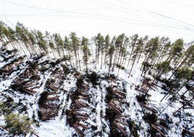 Finland kan få miljardnota om skogarnas kolsänkor inte åtgärdas