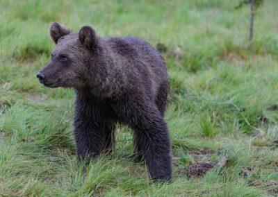 Elstängsel ska skydda biodlingar från hungriga björnar