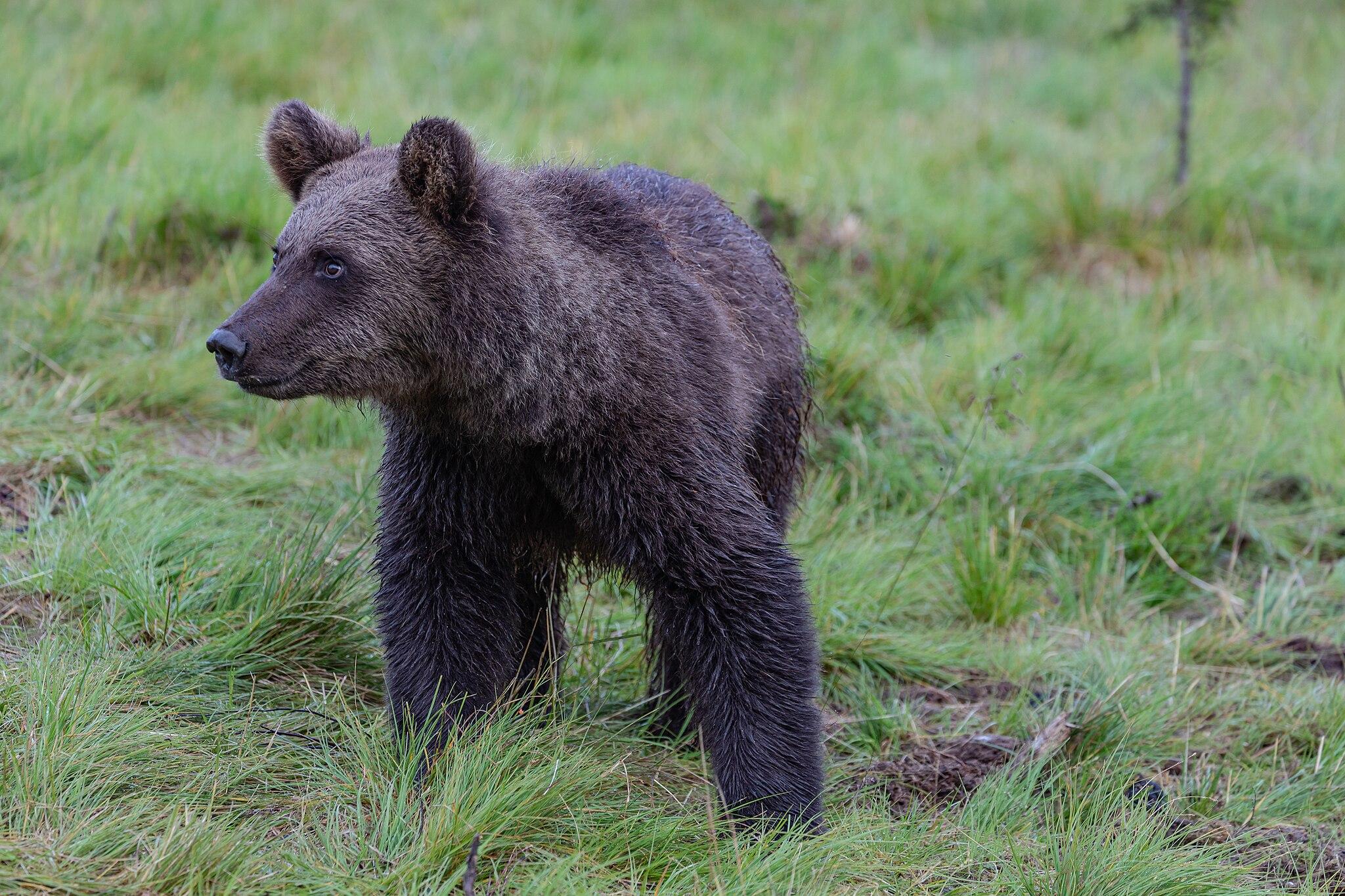 Nu ska glupska björnar sjasas bort från biodlingar med hjälp av elstängsel. Foto: Wikimedia commons/Ninara