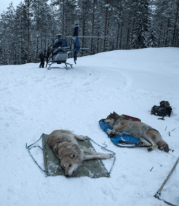 Här förses två nedsövda vargar med gps-kragar. Foto Ilpo Kojola