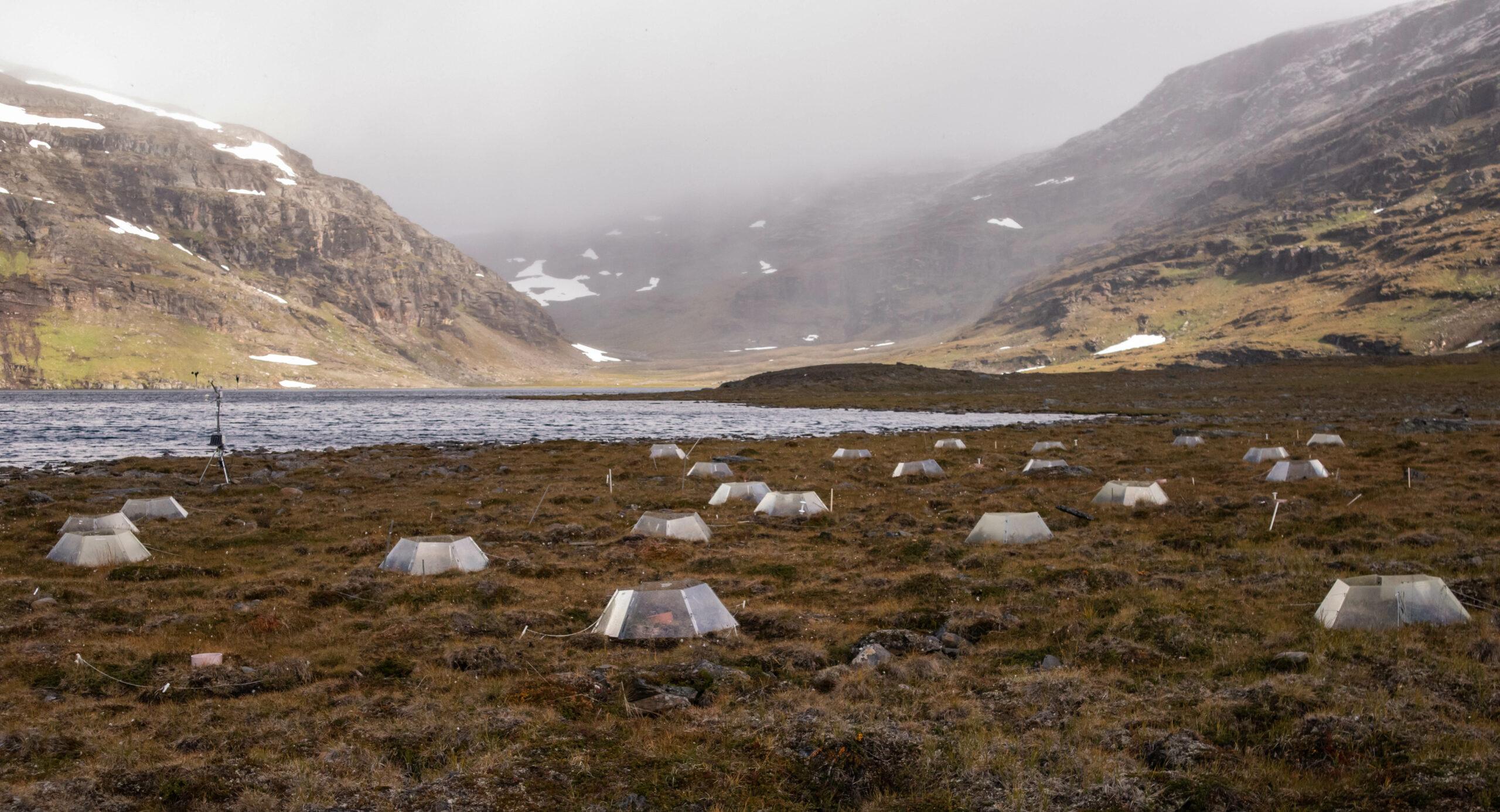 Forskarna har studerat 28 tundraområden med hjälp av så kallade open-top-chambers. Detta testområde ligger i Latnjajaure i Sverige. Foto: Aalto-universitetet
