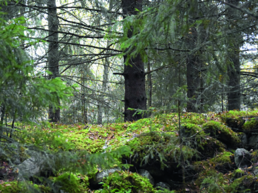WWF: Finland hör till världens mest överkonsumerande nationer