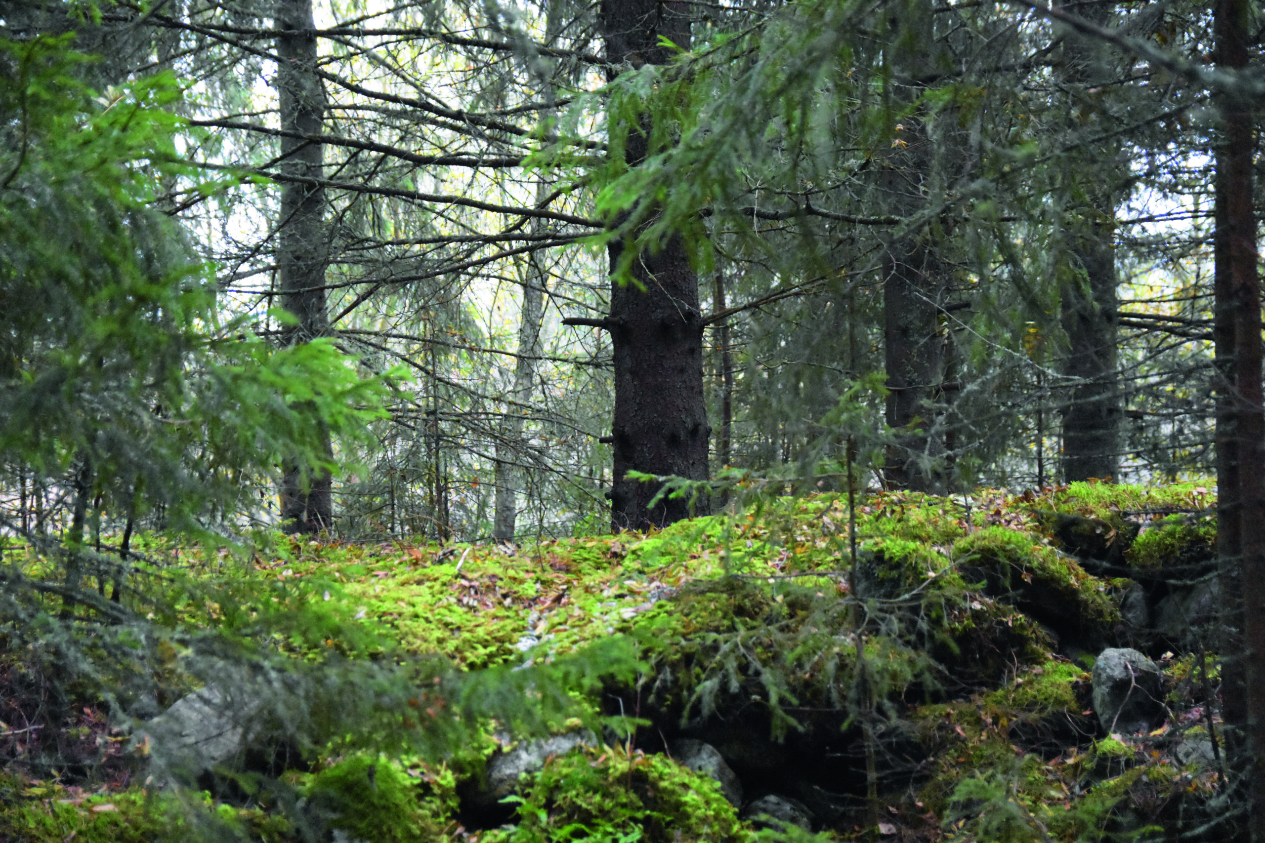 Naturresurserna i de finska skogarna hotas av överstora avverkningar, skriver WWF. Foto: Mikael Sjövall