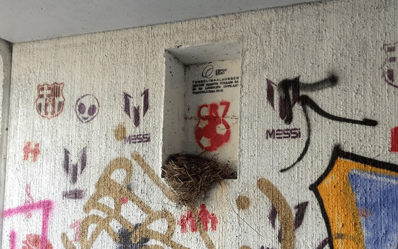 Allt fler fågelarter tar stryk då människan bygger ut olika livsmiljöer. Men det finns undantag. Graffiti, cykeltrafik och oväsen har inte hindrat koltrasten från att bygga bo i en tunnel i Esbo. Foto: Andrea Santangeli