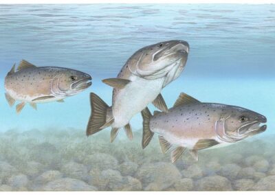 Fiske under försommaren kan försämra genetisk mångfald